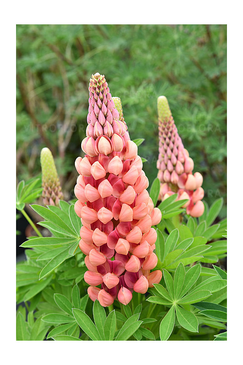 Łubin 'Salmon Star' | Lupinus