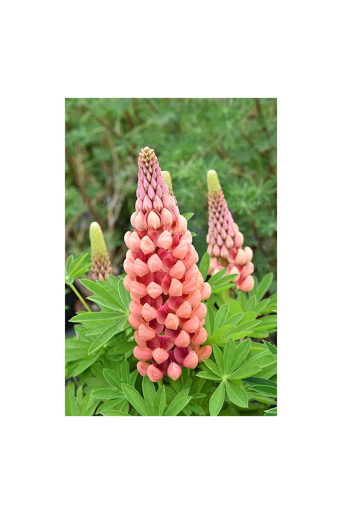 Łubin 'Salmon Star' | Lupinus