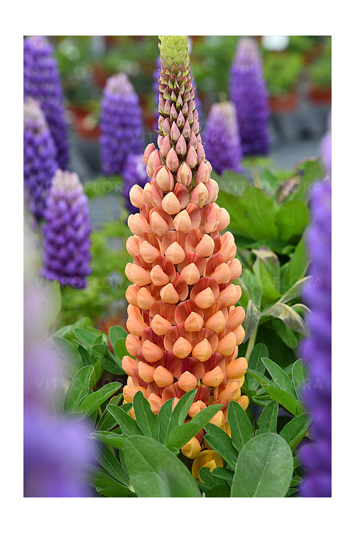 Łubin 'Salmon Star' | Lupinus