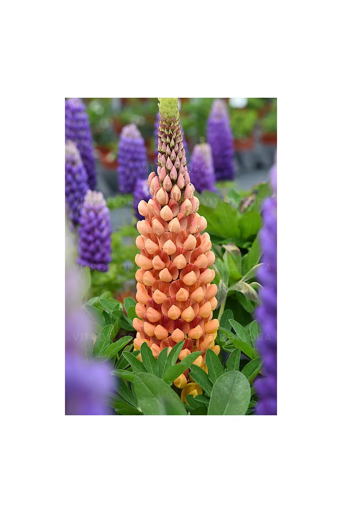 Łubin 'Salmon Star' | Lupinus