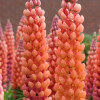 Łubin 'Salmon Star' | Lupinus