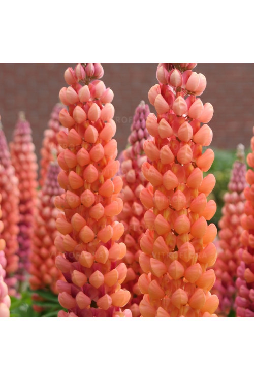 Łubin 'Salmon Star' | Lupinus