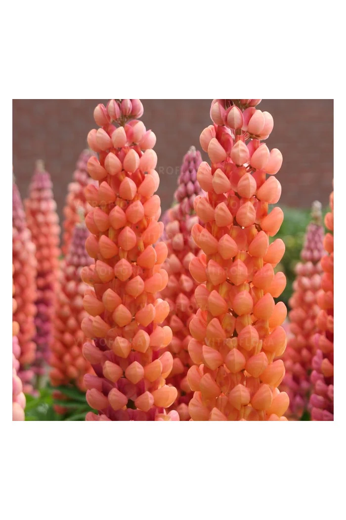 Łubin 'Salmon Star' | Lupinus