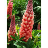 Łubin 'Salmon Star' | Lupinus