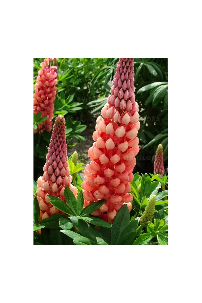 Łubin 'Salmon Star' | Lupinus