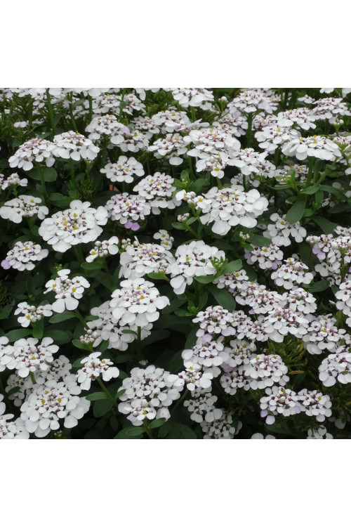 Ubiorek wieczniezielony 'Masterpiece' | Iberis sempervirens