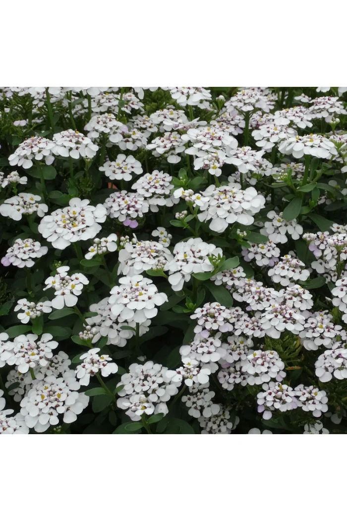 Ubiorek wieczniezielony 'Masterpiece' | Iberis sempervirens