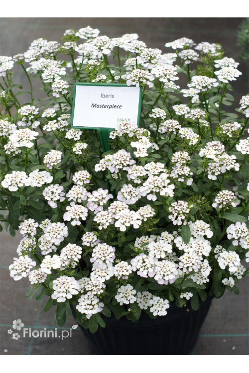 Ubiorek wieczniezielony 'Masterpiece' | Iberis sempervirens