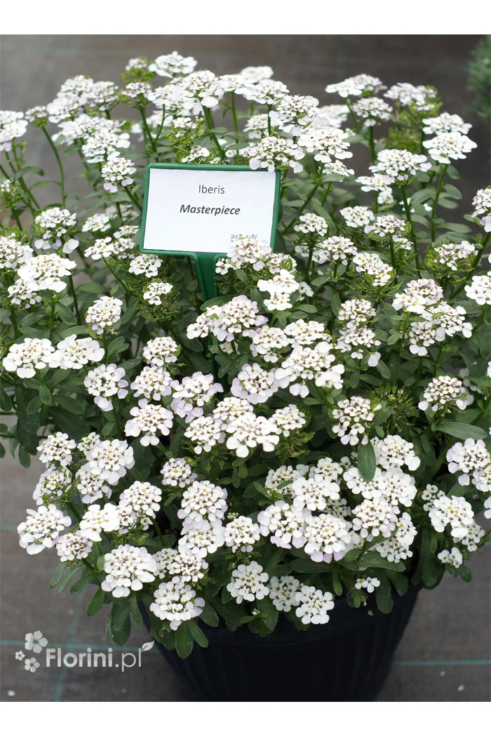 Ubiorek wieczniezielony 'Masterpiece' | Iberis sempervirens