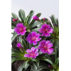 Lewizja długopłatkowa 'Little Plum' | Lewisia longipetala