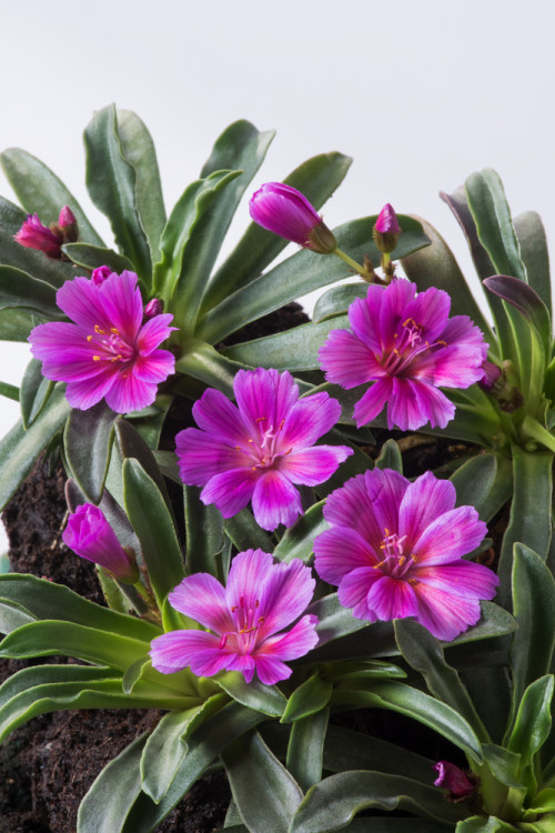 Lewizja długopłatkowa 'Little Plum' | Lewisia longipetala