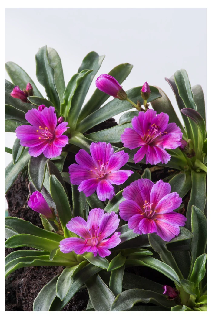 Lewizja długopłatkowa 'Little Plum' | Lewisia longipetala