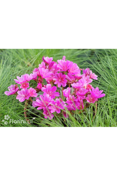 Lewizja długopłatkowa 'Little Plum' | Lewisia longipetala