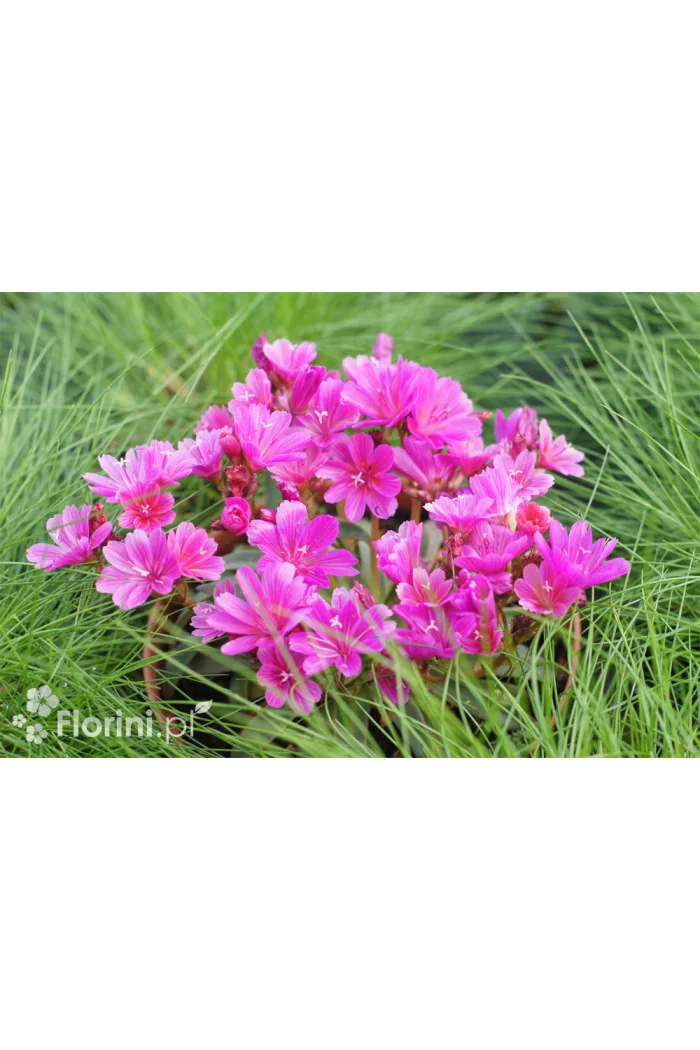 Lewizja długopłatkowa 'Little Plum' | Lewisia longipetala