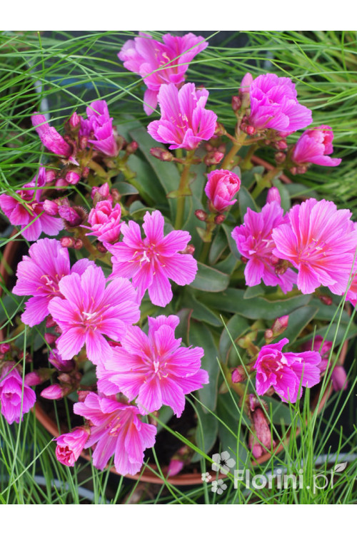 Lewizja długopłatkowa 'Little Plum' | Lewisia longipetala