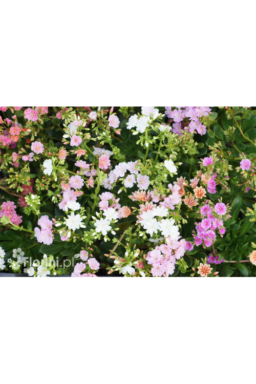 Lewizja 'Elise' | Lewisia cotyledon