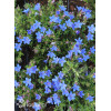 Litodora 'Heavenly Blue' | Lithodora diffusa
