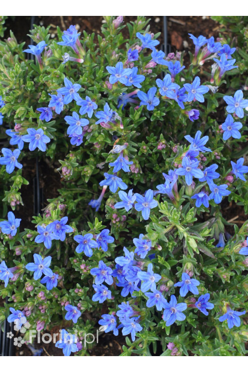 Litodora 'Heavenly Blue' | Lithodora diffusa