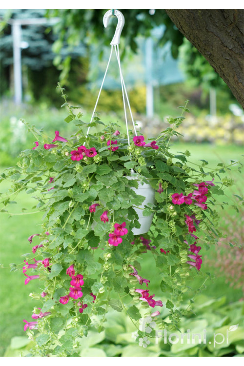 Lofos 'Wine Red' | Lophospermum erubescens