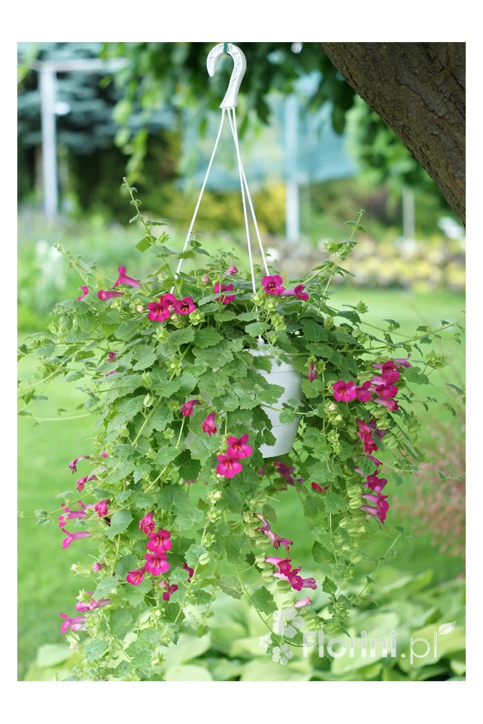 Lofos 'Wine Red' | Lophospermum erubescens