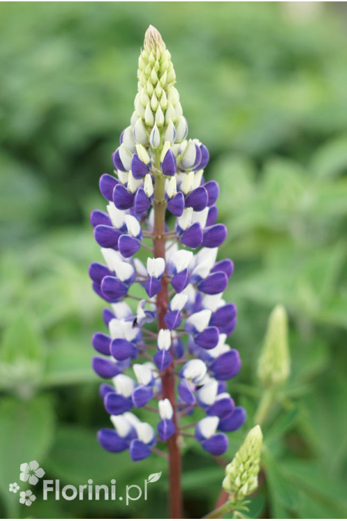 Łubin niski 'Gallery Blue' | Lupinus nanus russell