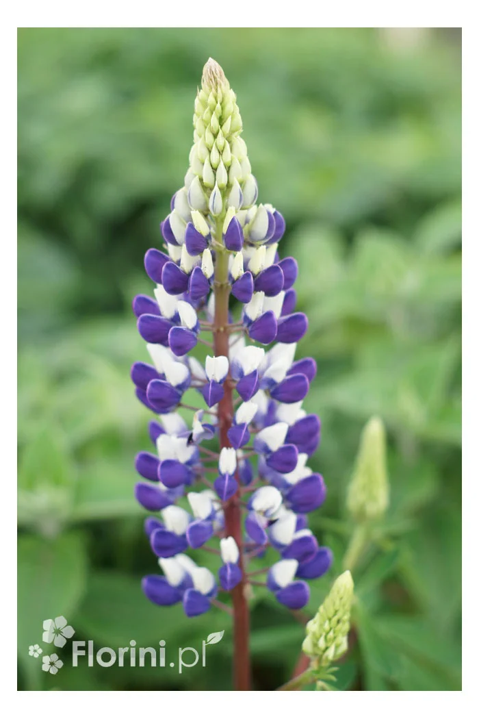 Łubin niski 'Gallery Blue' | Lupinus nanus russell