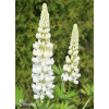 Łubin niski 'Gallery White' | Lupinus nanus russell