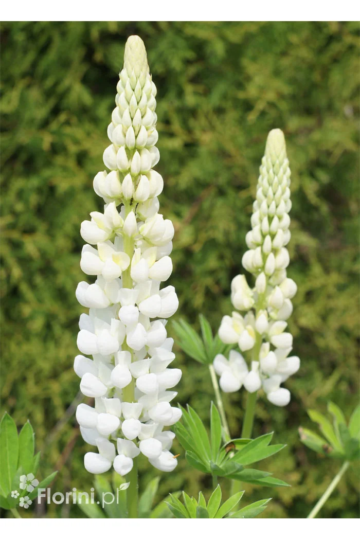 Łubin niski 'Gallery White' | Lupinus nanus russell