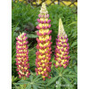 Łubin 'Manhattan Lights' | Lupinus