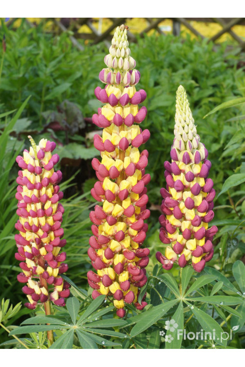 Łubin 'Manhattan Lights' | Lupinus