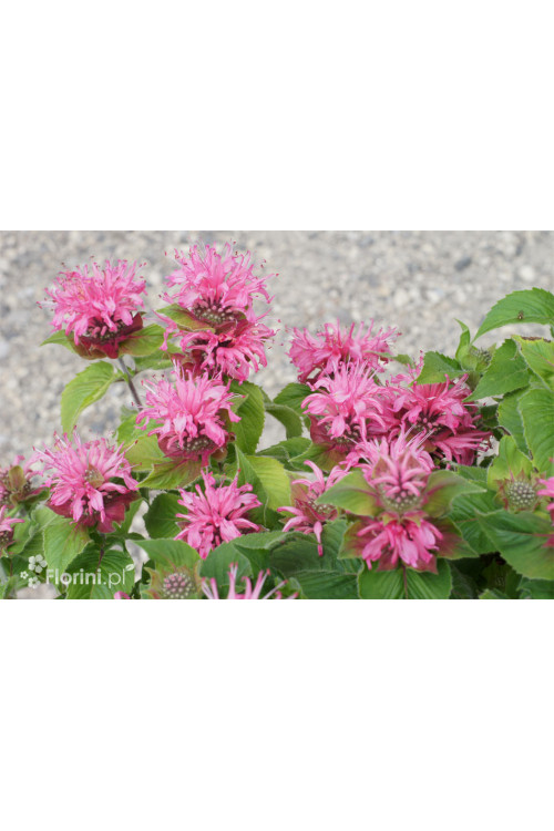 Pysznogłówka 'Bee Lieve' | Monarda