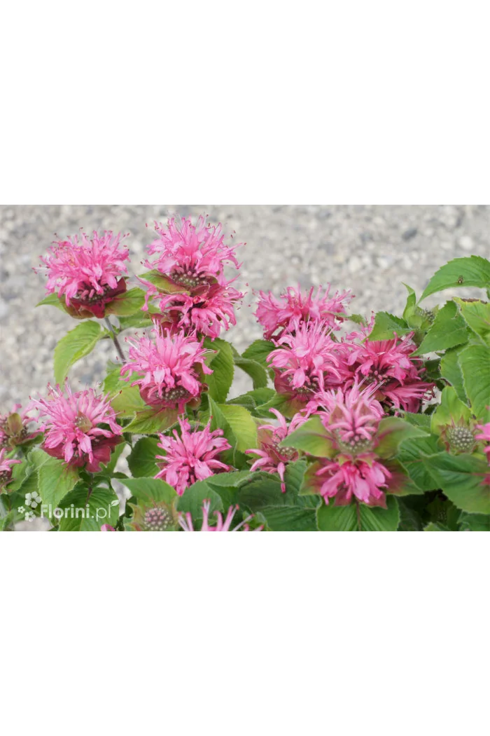 Pysznogłówka 'Bee Lieve' | Monarda