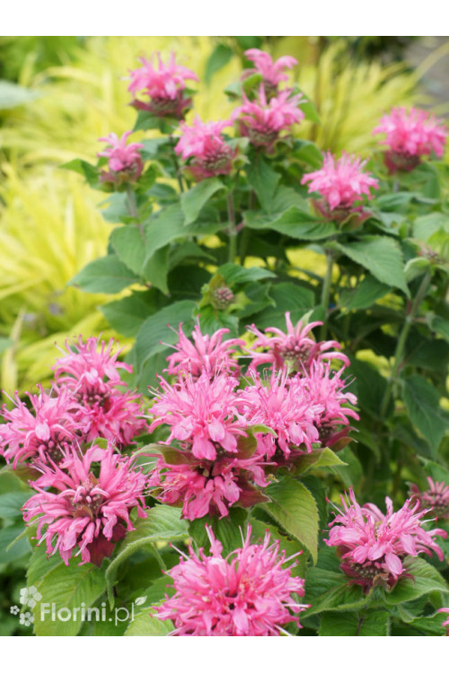 Pysznogłówka 'Bee Lieve' | Monarda