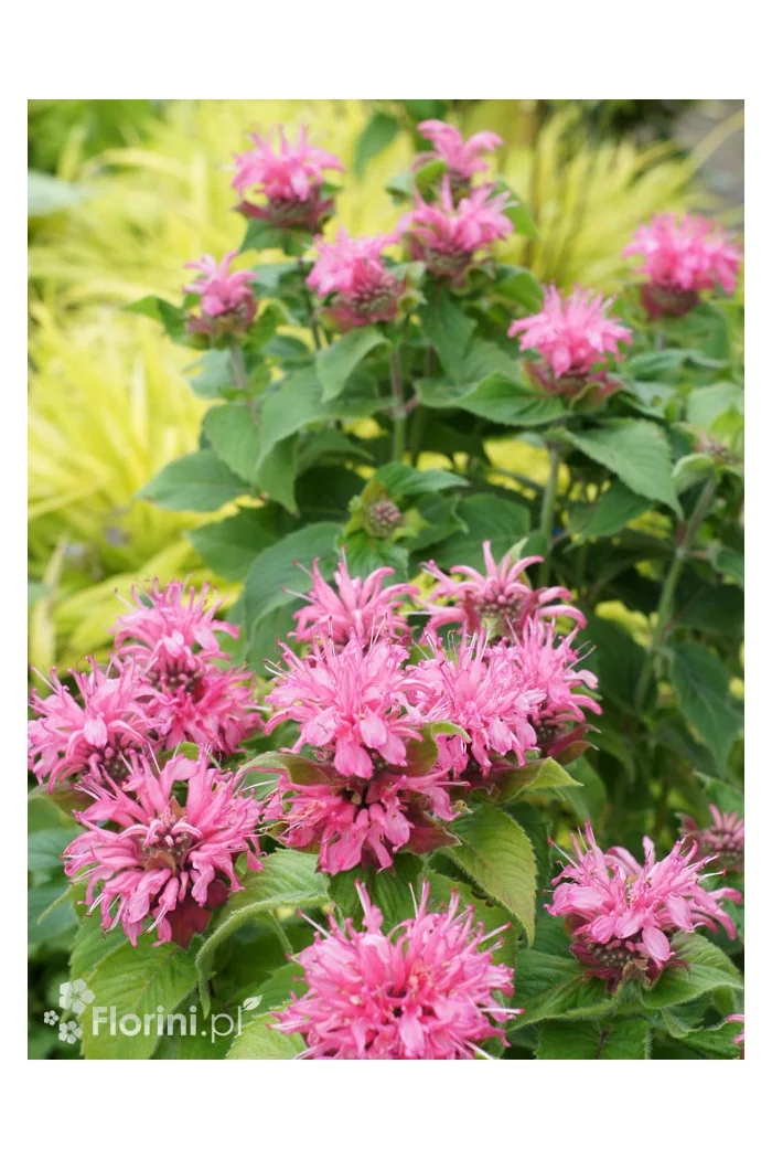 Pysznogłówka 'Bee Lieve' | Monarda