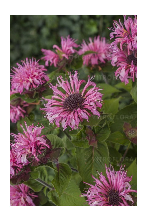 Pysznogłówka 'Bee Lieve' | Monarda