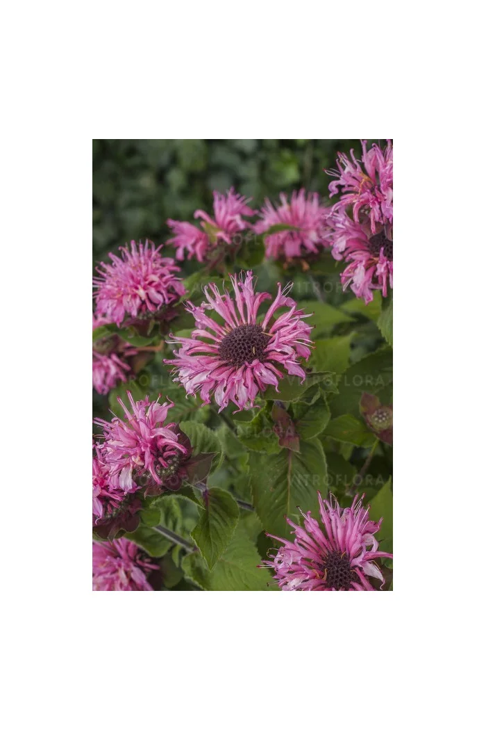 Pysznogłówka 'Bee Lieve' | Monarda