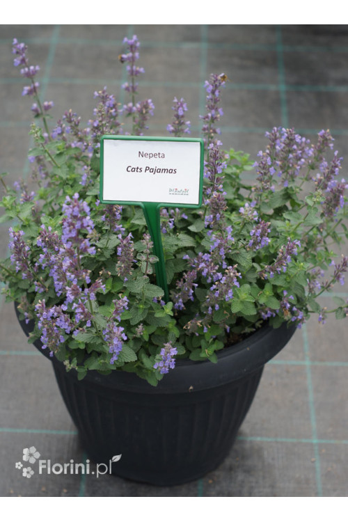 Kocimiętka Faassena 'Cat's Pajamas' | Nepeta faassenii