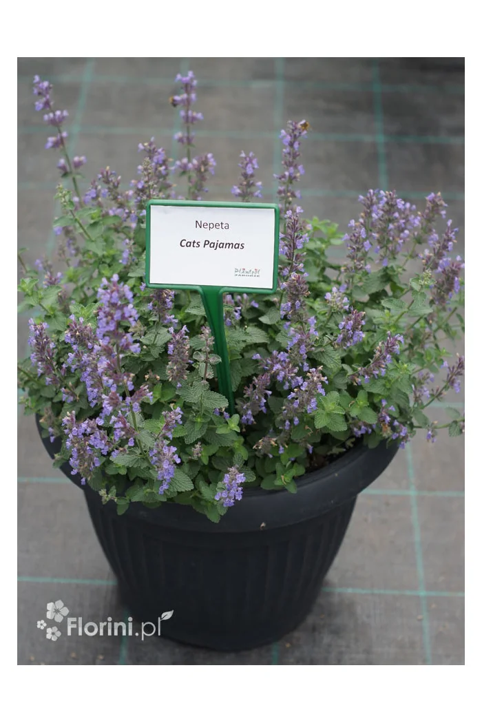 Kocimiętka Faassena 'Cat's Pajamas' | Nepeta faassenii