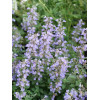Kocimiętka Faassena 'Purrsian Blue' | Nepeta faassenii