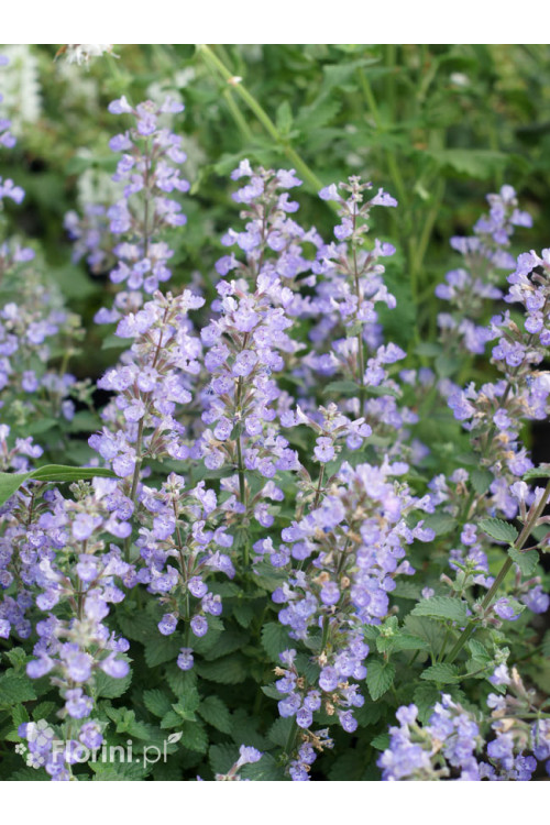 Kocimiętka Faassena 'Purrsian Blue' | Nepeta faassenii