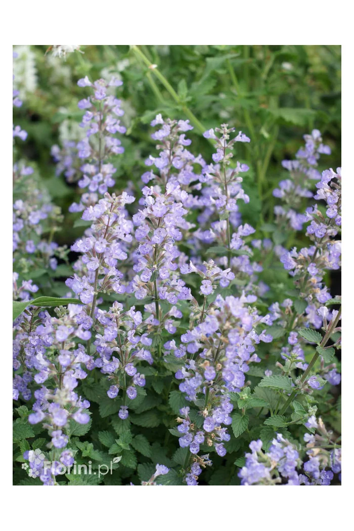 Kocimiętka Faassena 'Purrsian Blue' | Nepeta faassenii