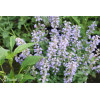 Kocimiętka Faassena 'Purrsian Blue' | Nepeta faassenii