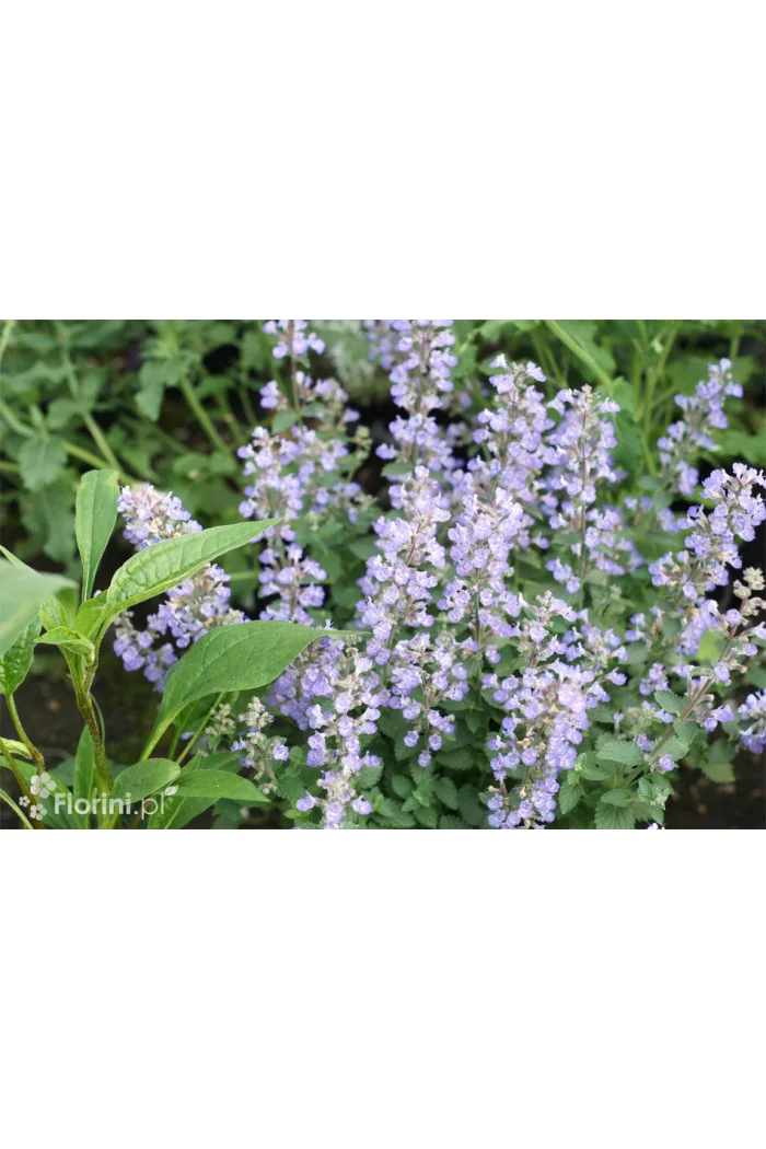 Kocimiętka Faassena 'Purrsian Blue' | Nepeta faassenii