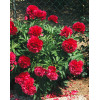 Piwonia majowa 'Rubra Plena' | Paeonia officinalis