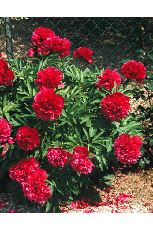 Piwonia majowa 'Rubra Plena' | Paeonia officinalis