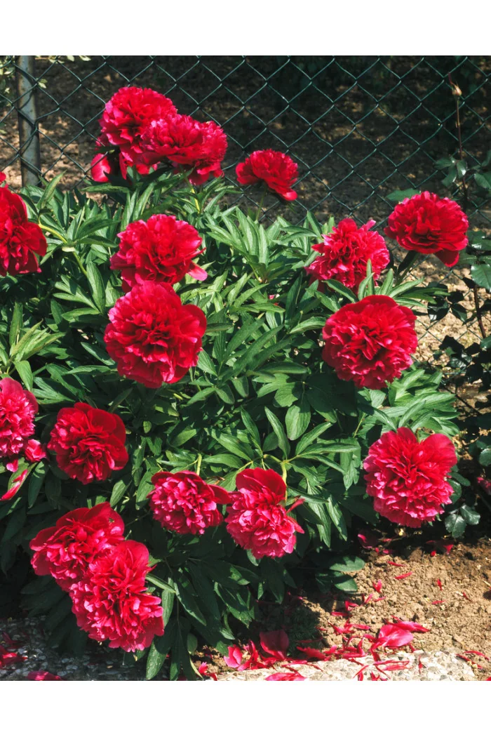 Piwonia majowa 'Rubra Plena' | Paeonia officinalis