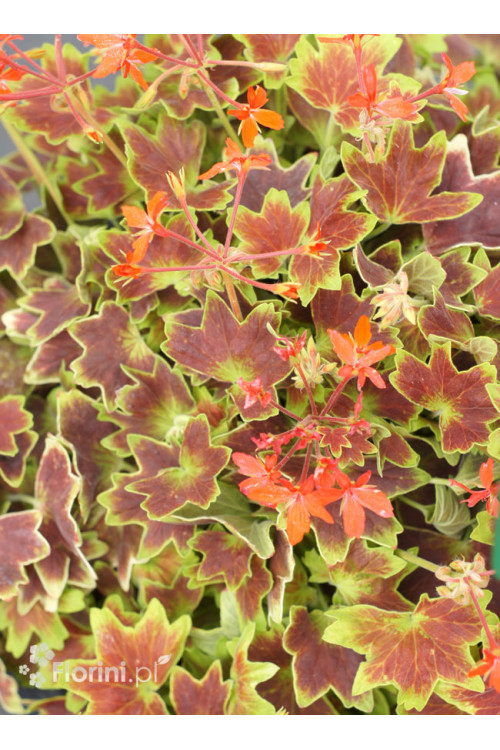 Pelargonia rabatowa 'Vancouver' | Pelargonium