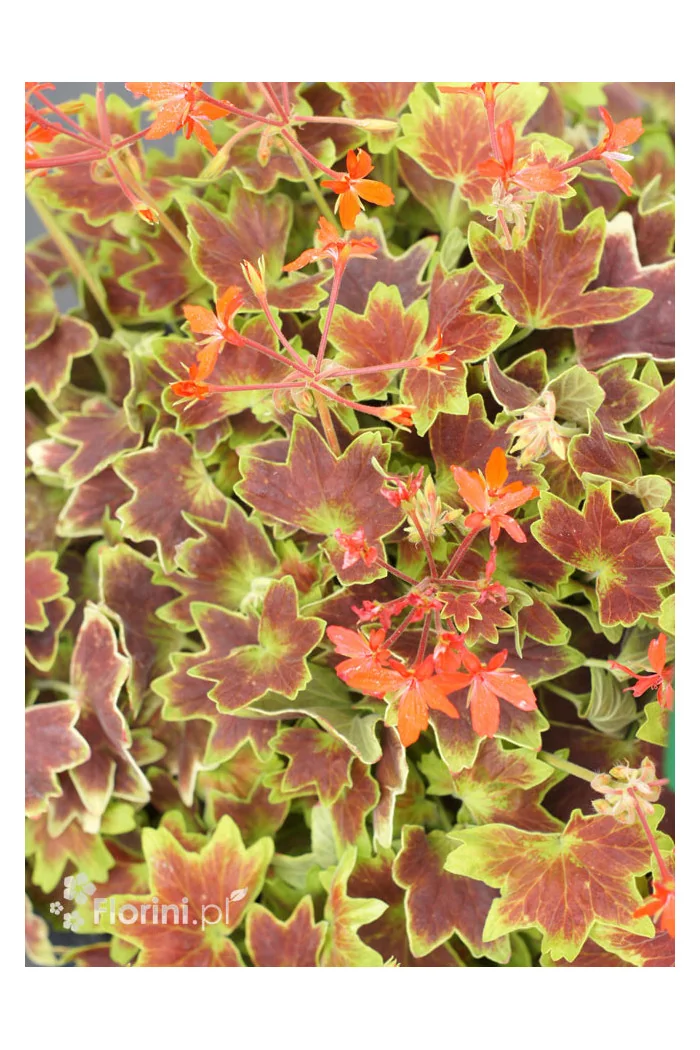 Pelargonia rabatowa 'Vancouver' | Pelargonium