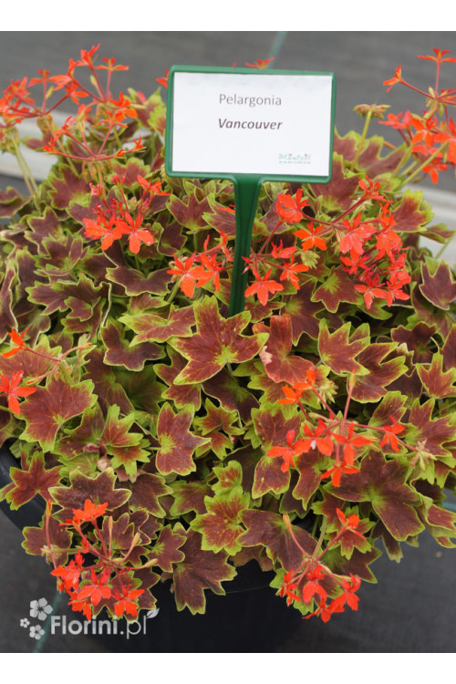Pelargonia rabatowa 'Vancouver' | Pelargonium