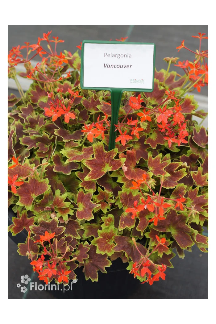 Pelargonia rabatowa 'Vancouver' | Pelargonium
